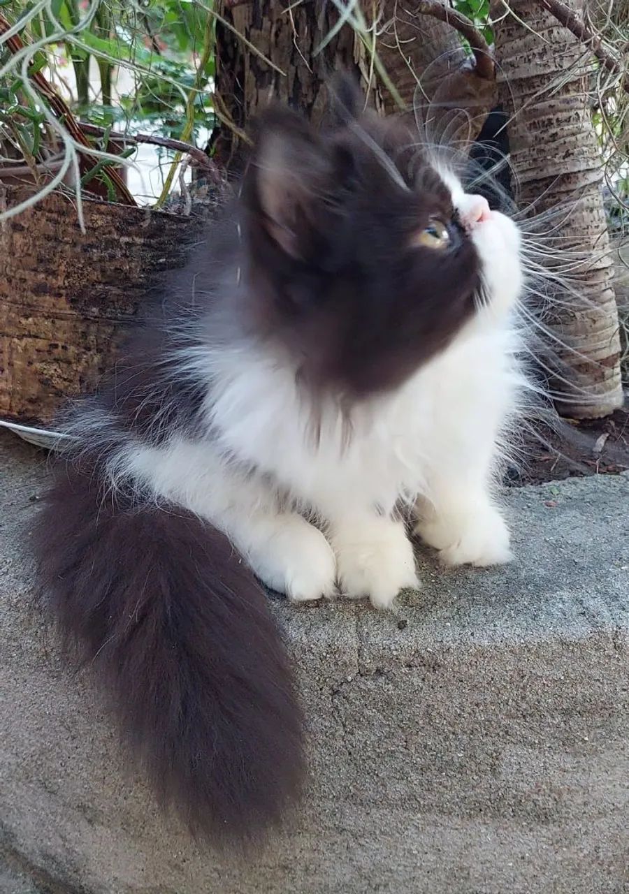 Persa bicolor - Foto 2