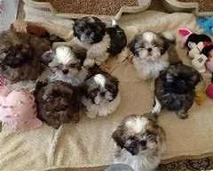 Shih tzu filhotes machos e femeas