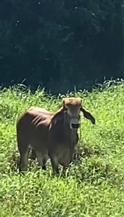 Tourinho 1 ano ótima genética  - Foto 2