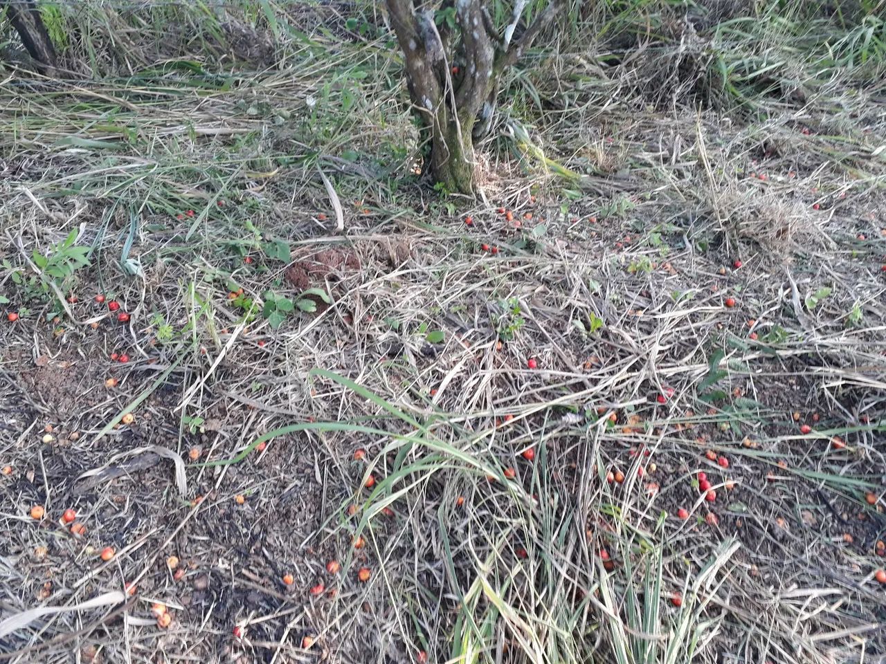 Vende se sítio  - Foto 4