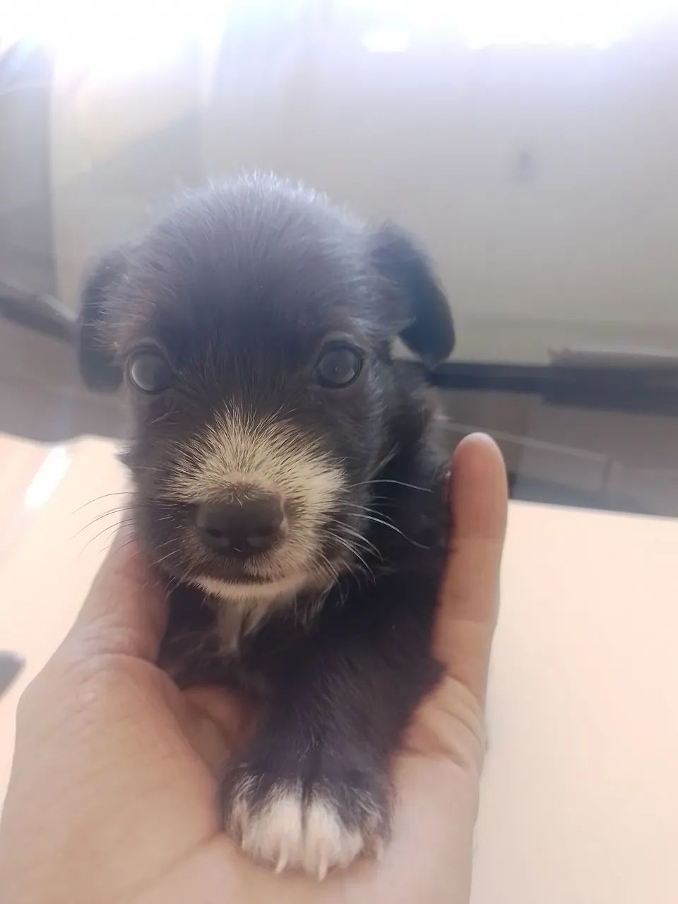 Filhote adorável com pelagem em preto e branco - Foto 2