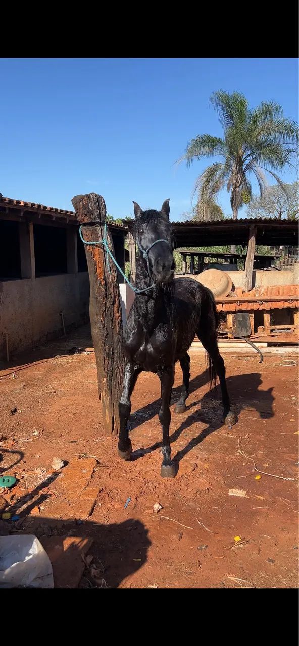 Cavalo  - Foto 6