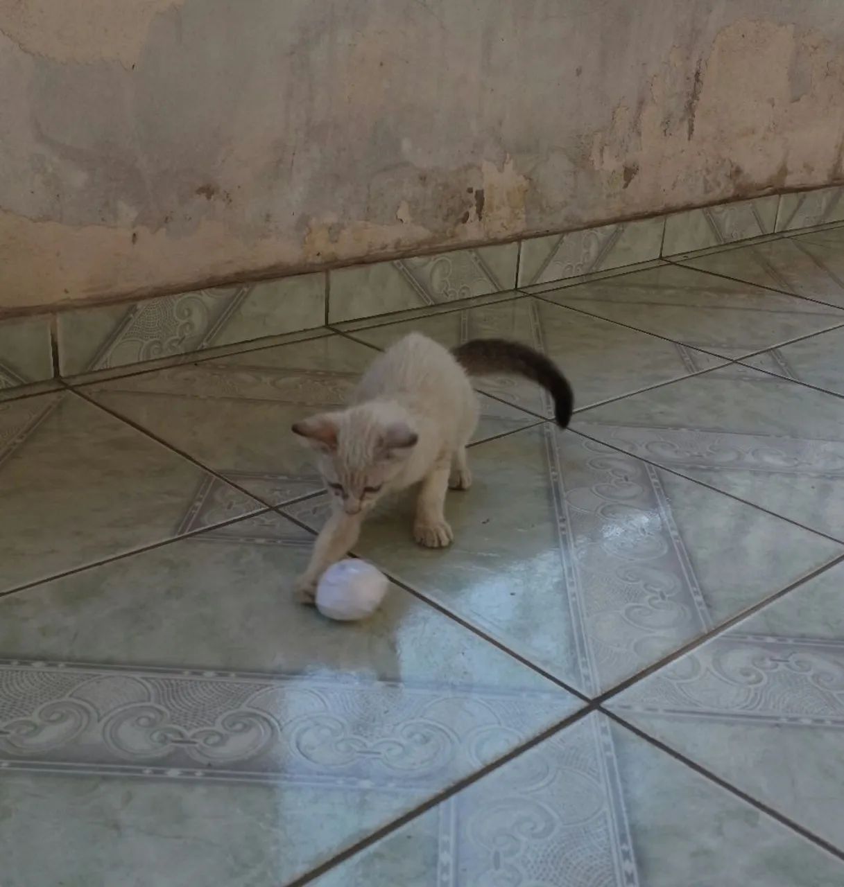 Doa-se gatinha - Foto 5