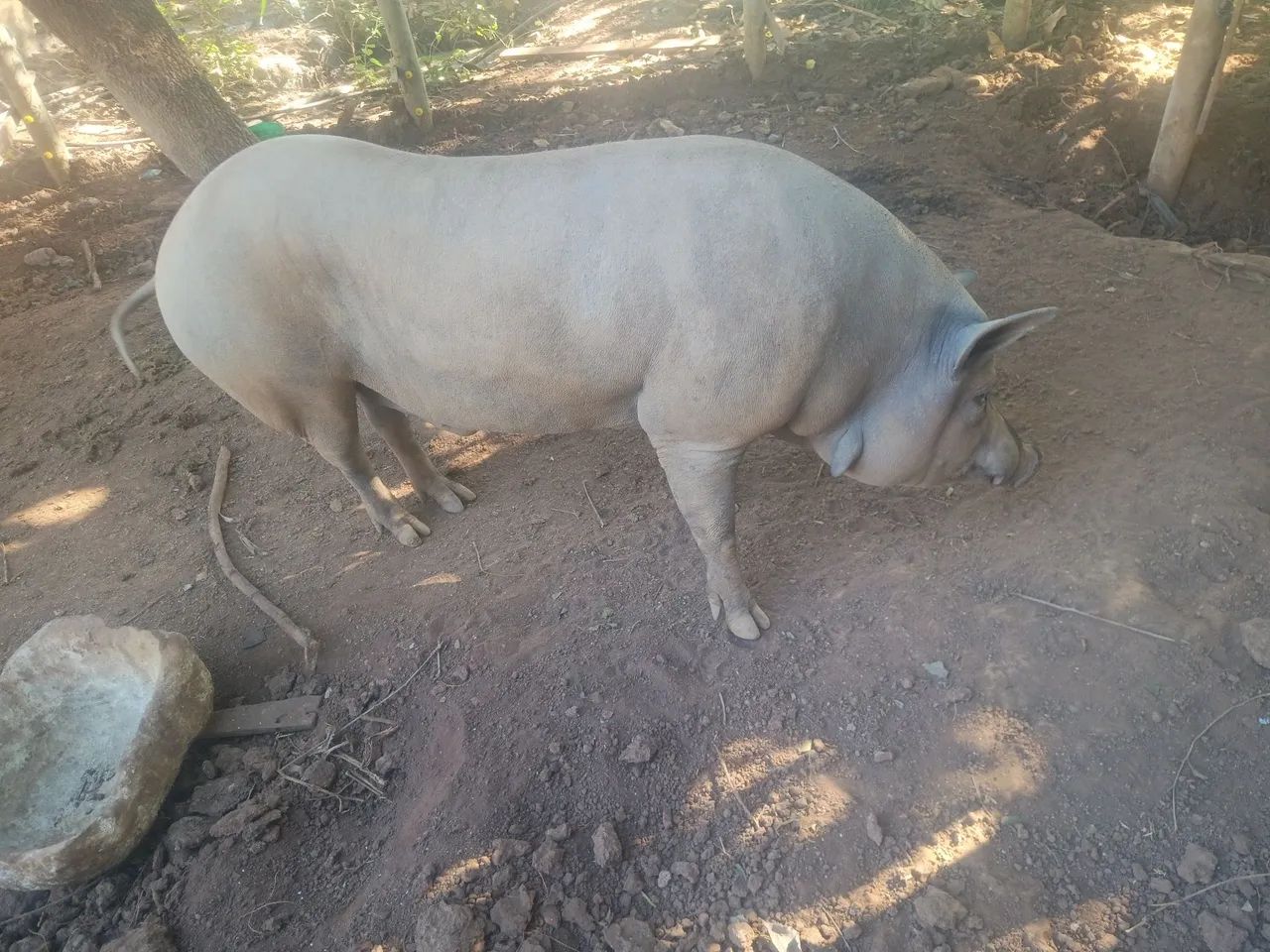 Suínos  - Foto 4