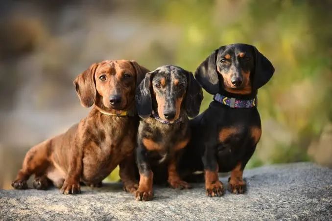 Procuro cachorra fêmea Dachshund ( Salsicha)
