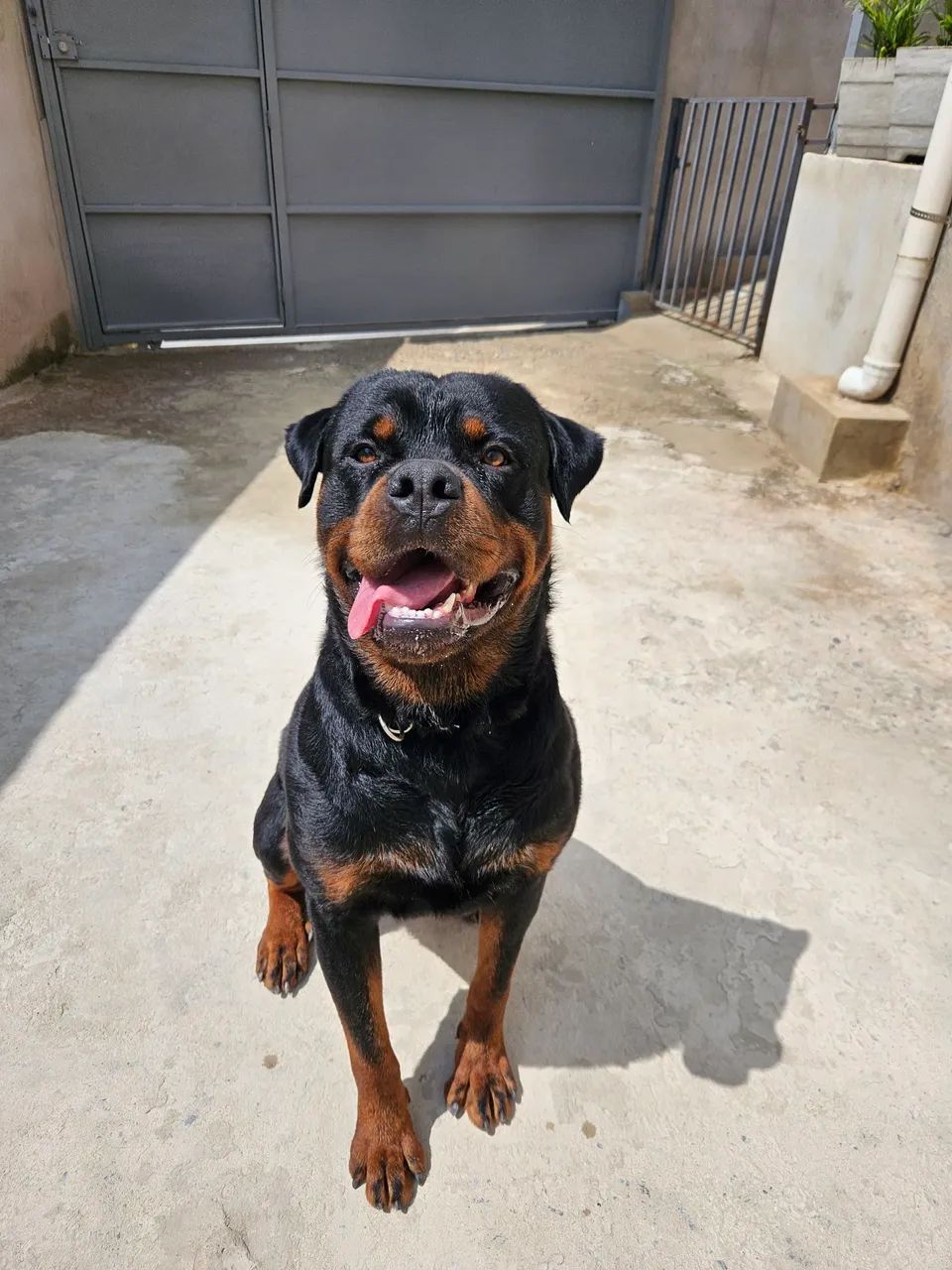 Filhote de Rottweiler  - Foto 2