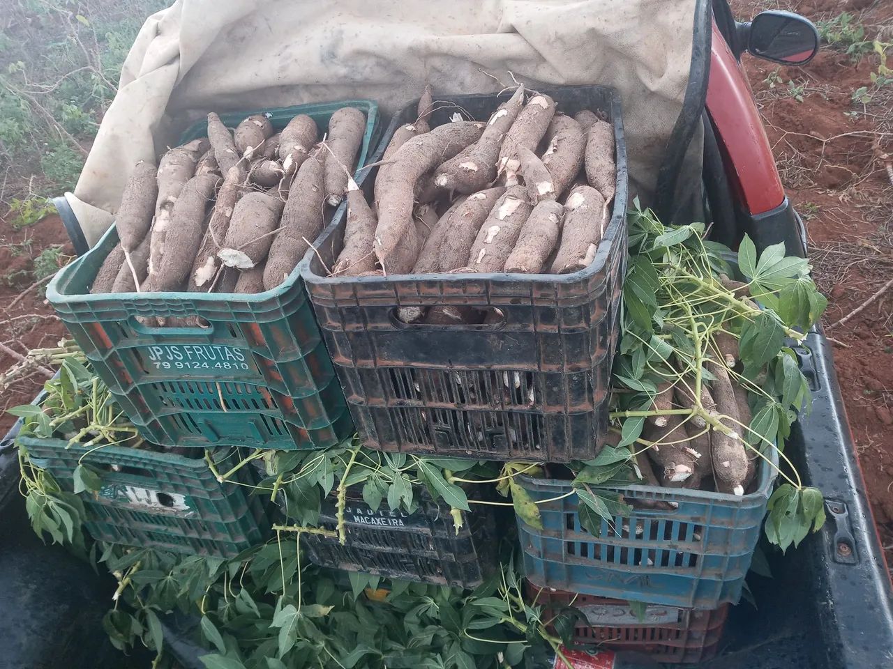 Aipim direto da roça  - Foto 4