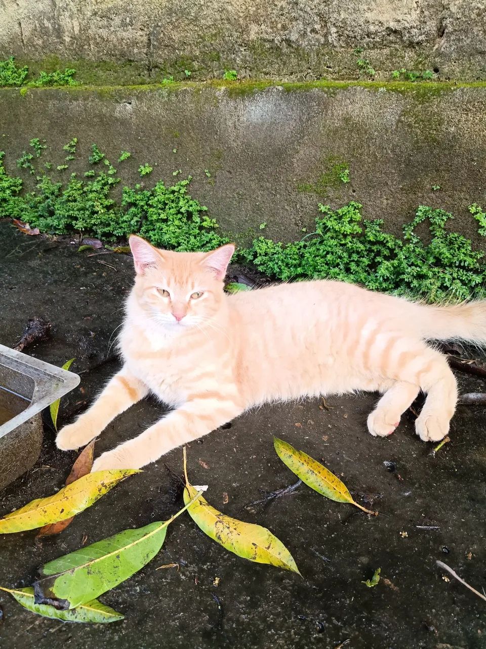 Gatas - Foto 3