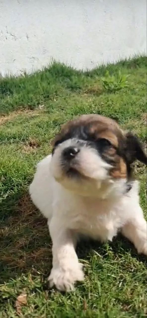 Filhotes de ilhasa apso - Foto 5