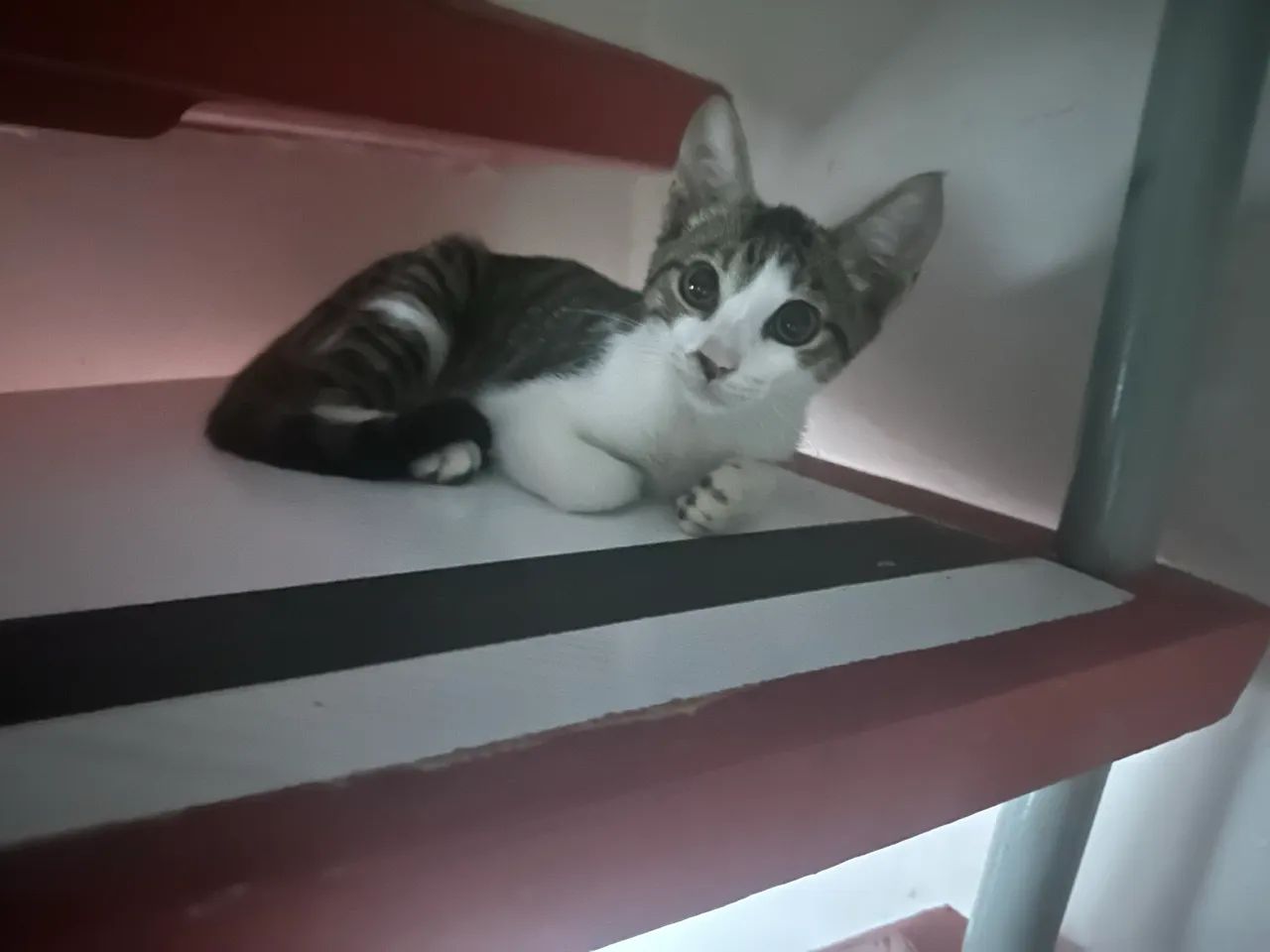 Gato para Doação