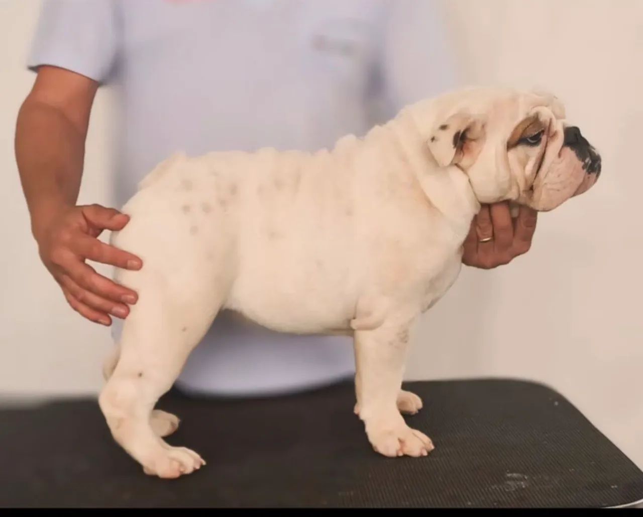 Bulldog Inglês Fêmea  - Foto 3