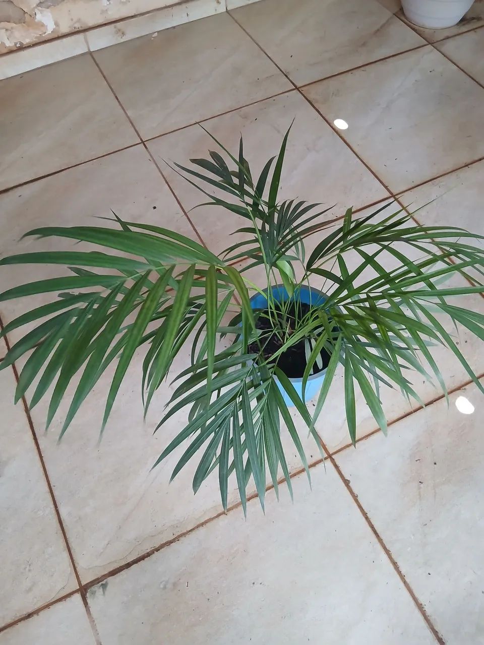 Planta  - Foto 2