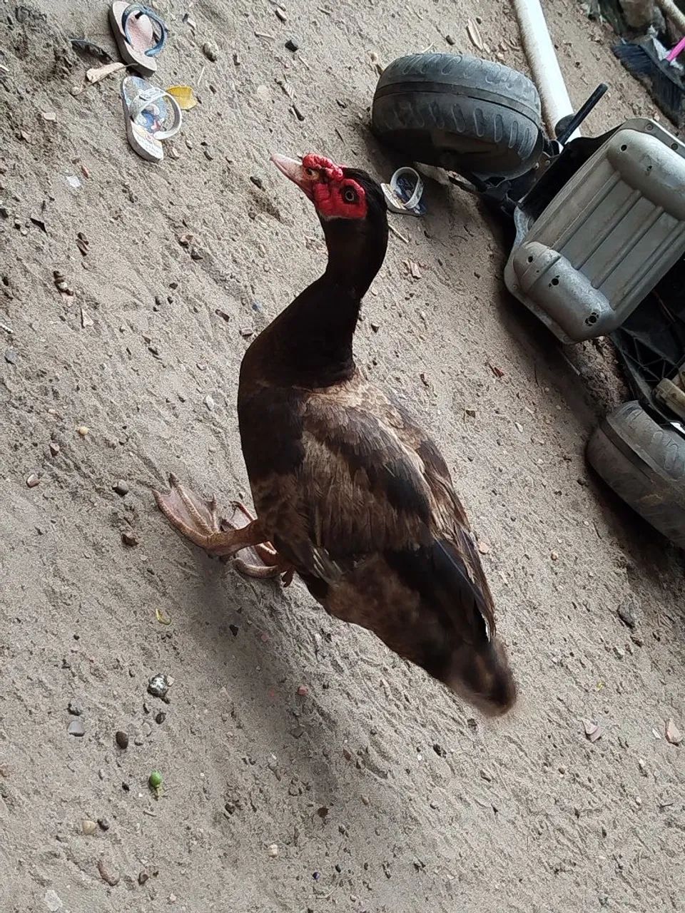 Vendo patos