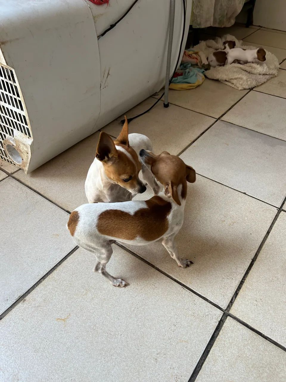 Pinscher  - Foto 5