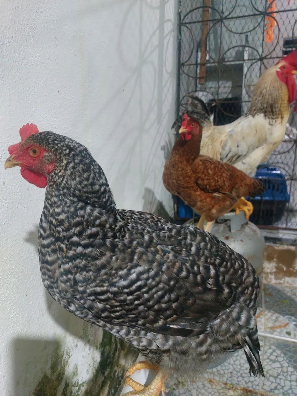 Galinha caipira  - Foto 4