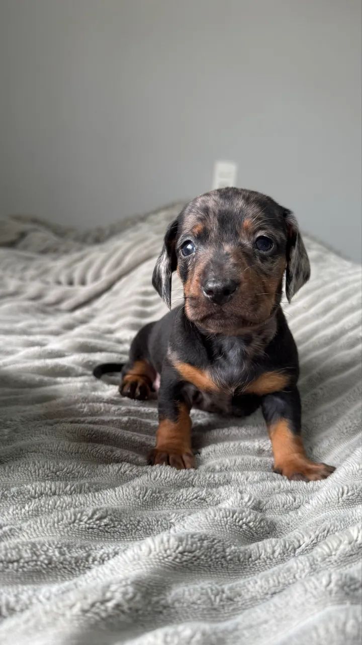 Dashchund - Foto 2