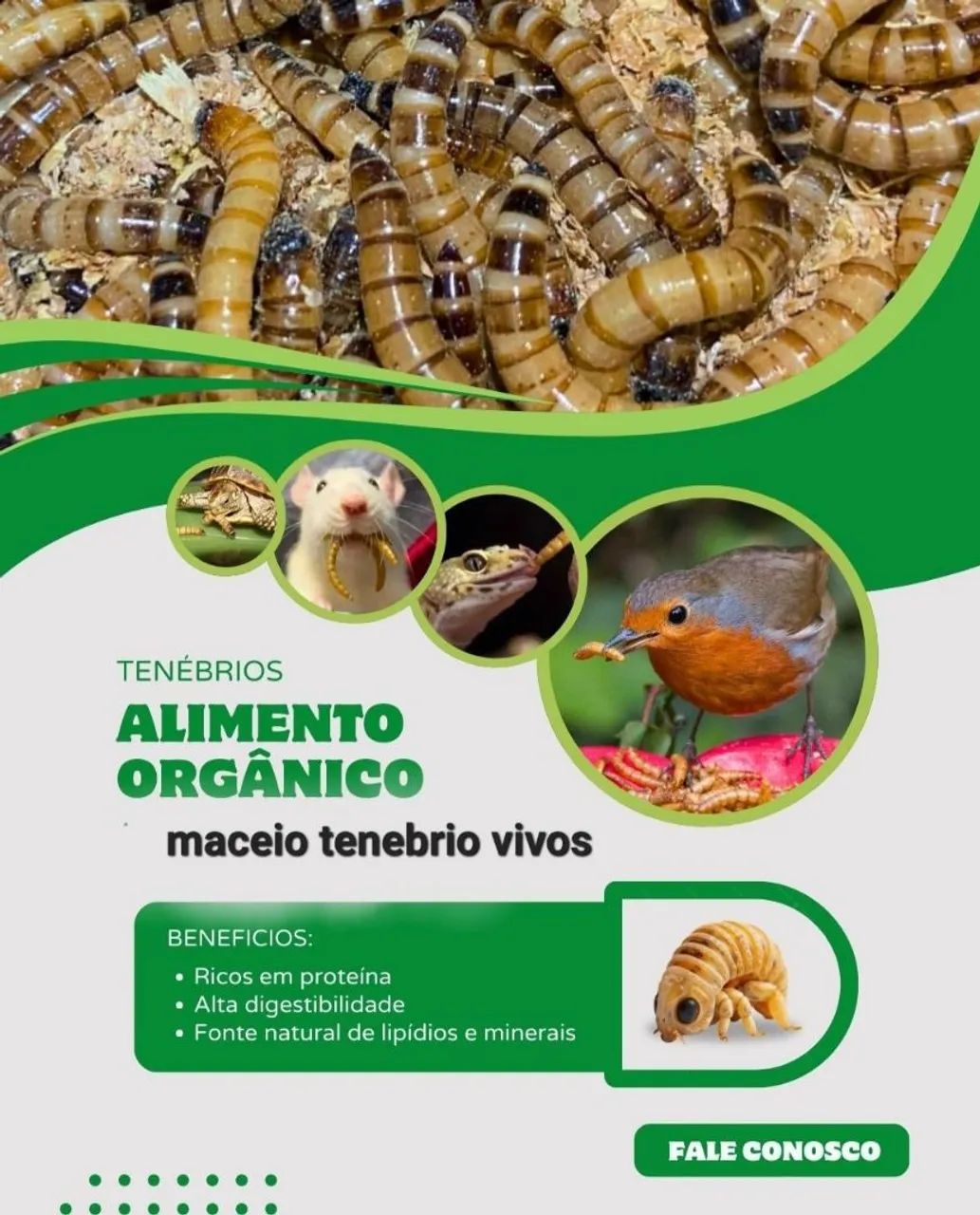 TENÉBRIOS VIVOS  - Foto 6