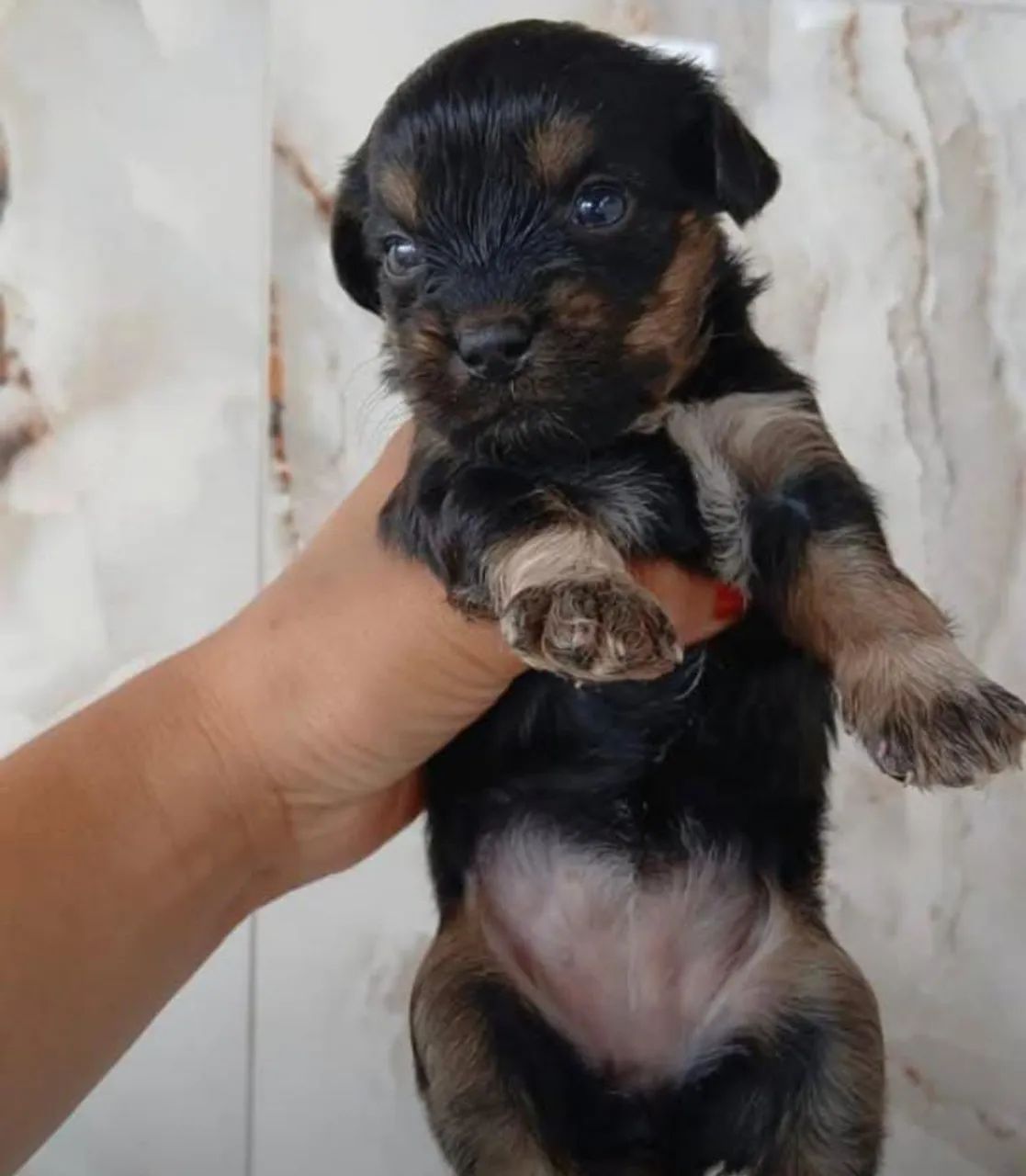 yorkshire com chihuahua 