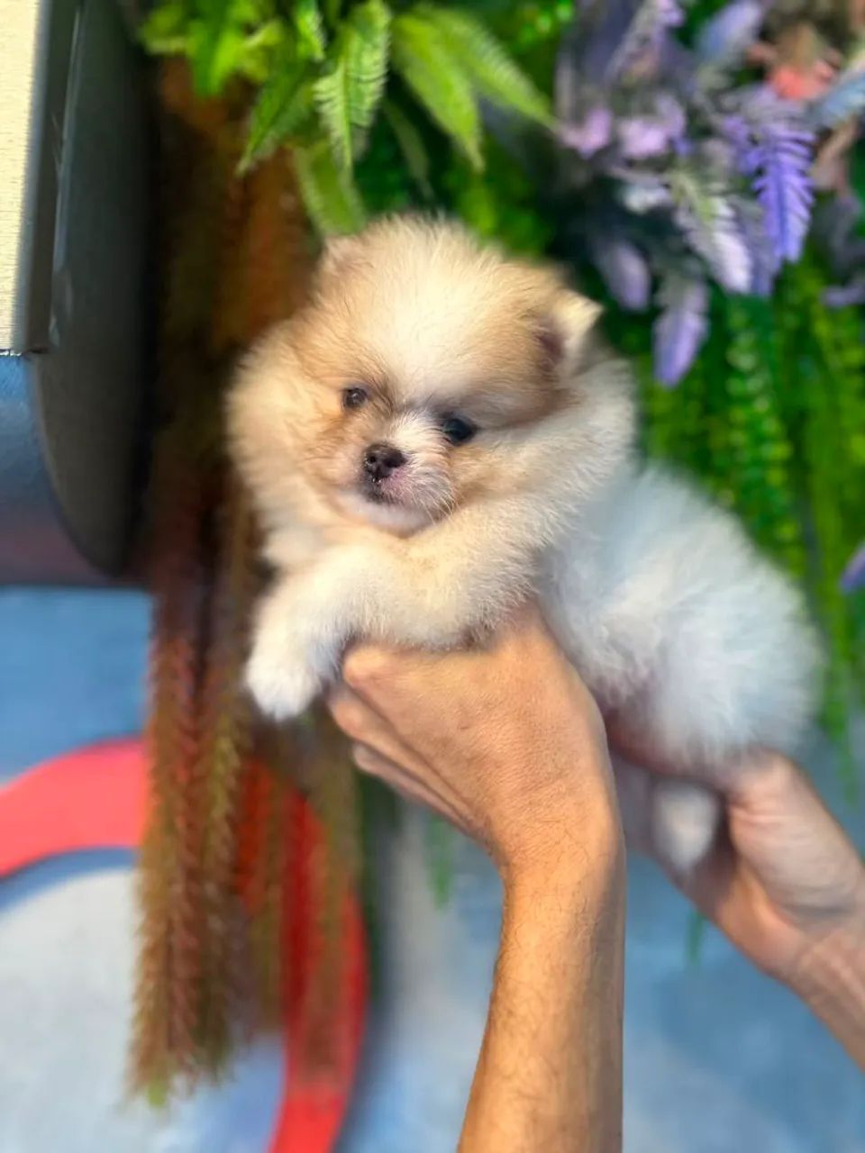 Encantador e lindo spitz macho - Foto 3