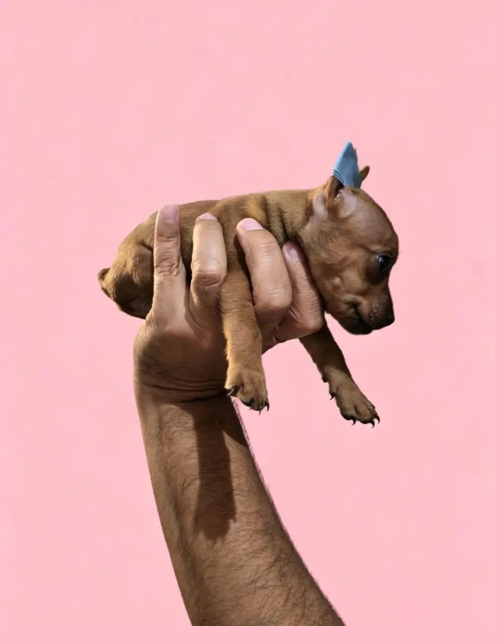 Pinscher 