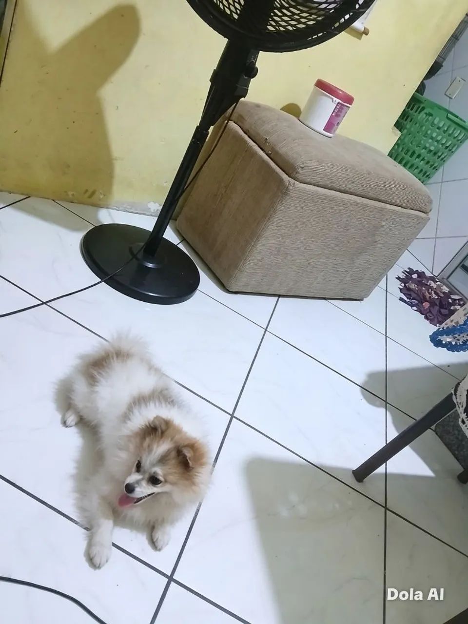 Vendo Lulu da pomerania  - Foto 2