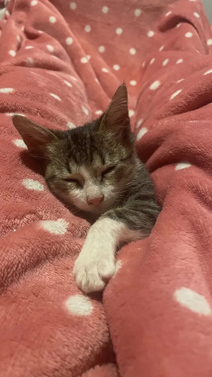 Doação responsável Gata - Foto 2