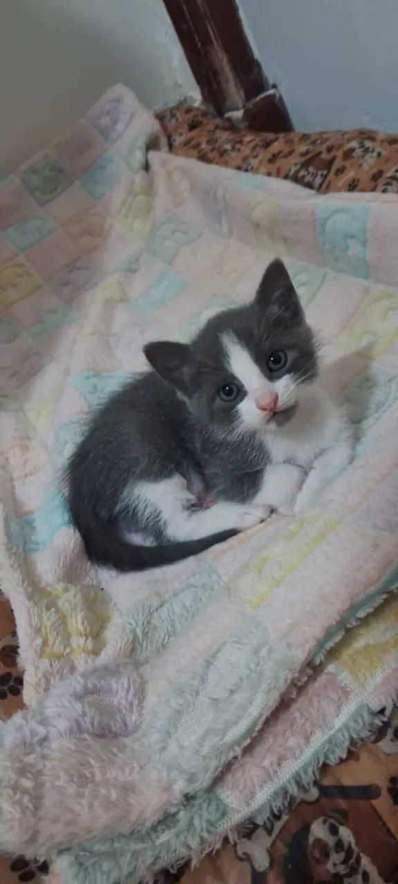 Gato macho - Foto 3