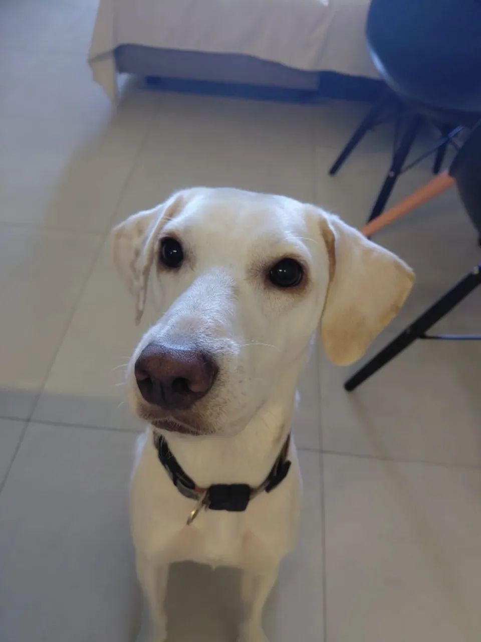 Adoção responsável cachorros - Foto 2