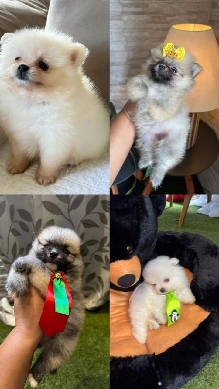 Spitz Alemão fofo 