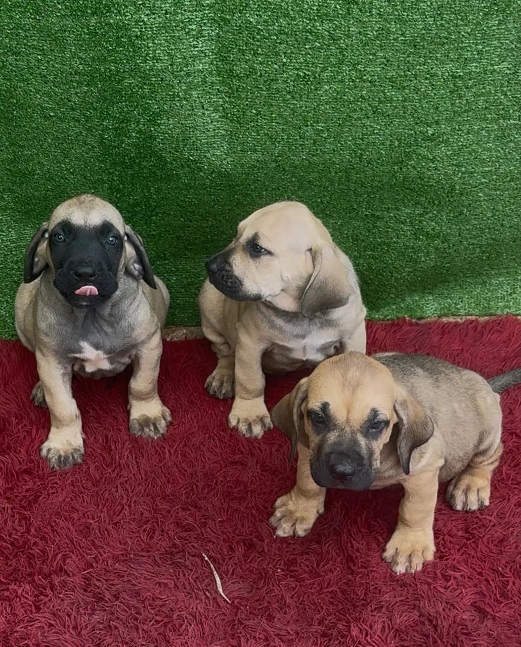 Cachorro  - Foto 4