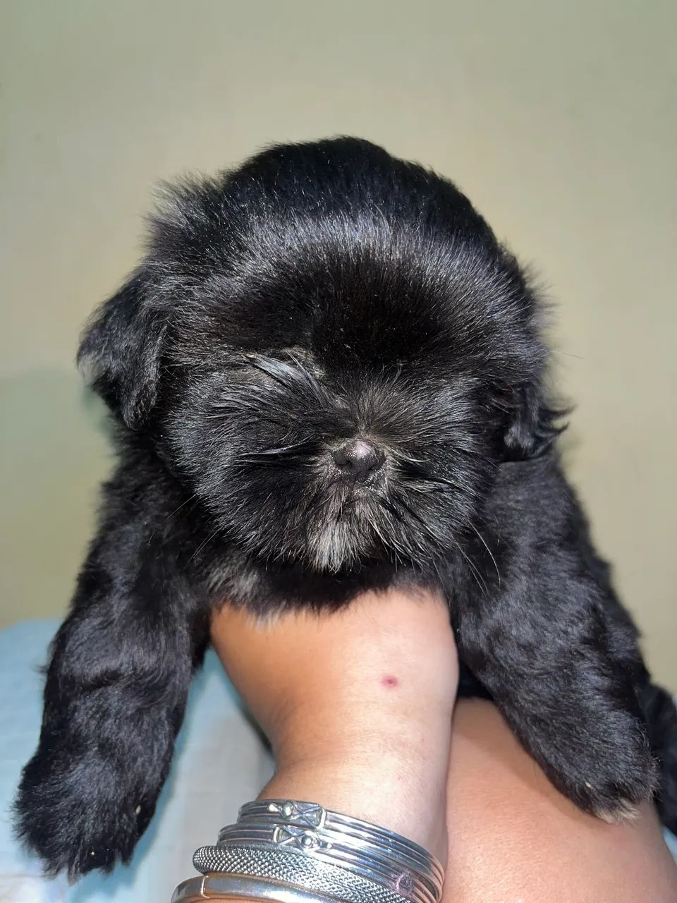 Cachorra Fêmea Shih Tzu - Foto 3