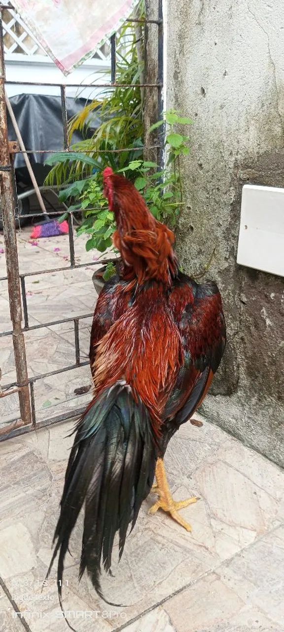 FRANGO DE RAÇA  FILHO DE CAMPEÃO BARBUDO  - Foto 2