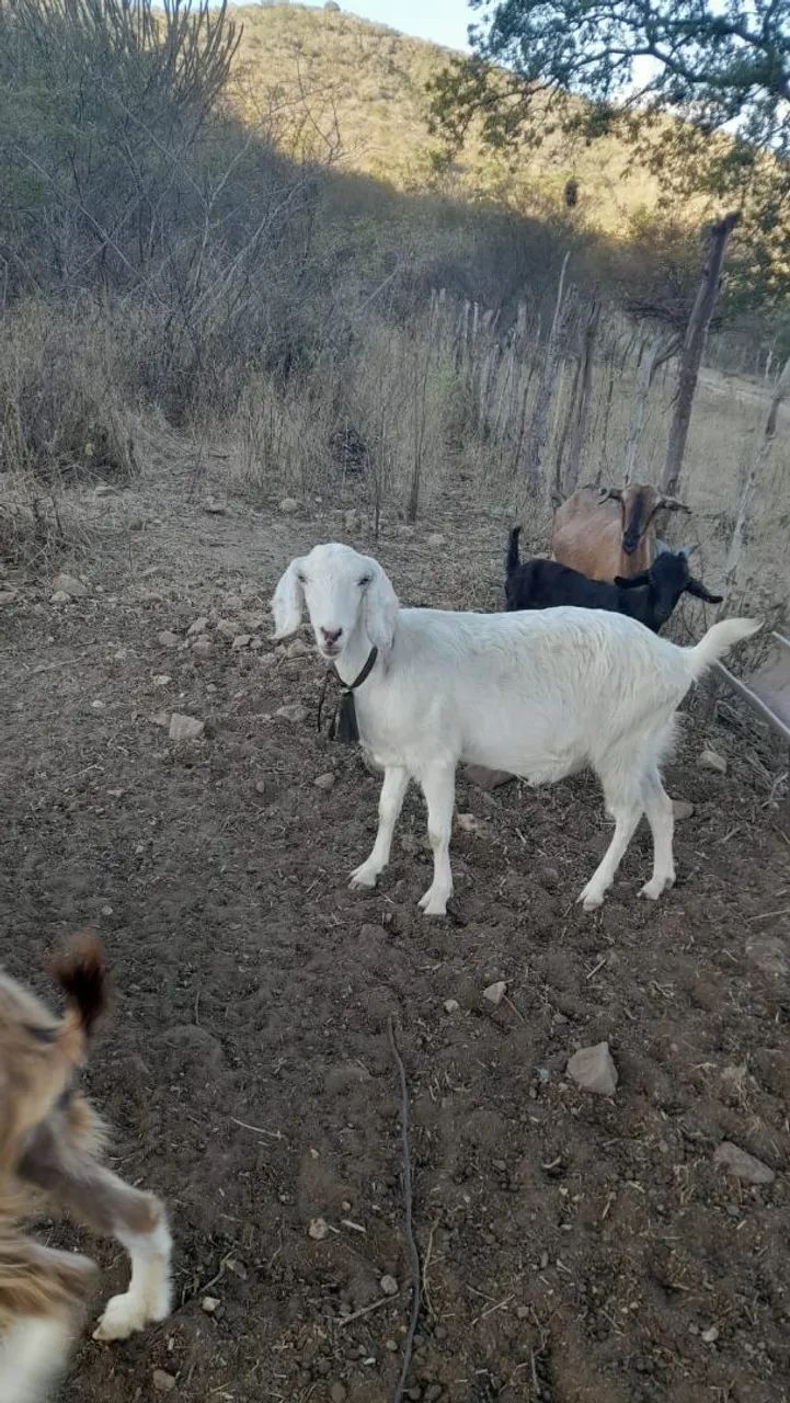 Cabras a venda  - Foto 2