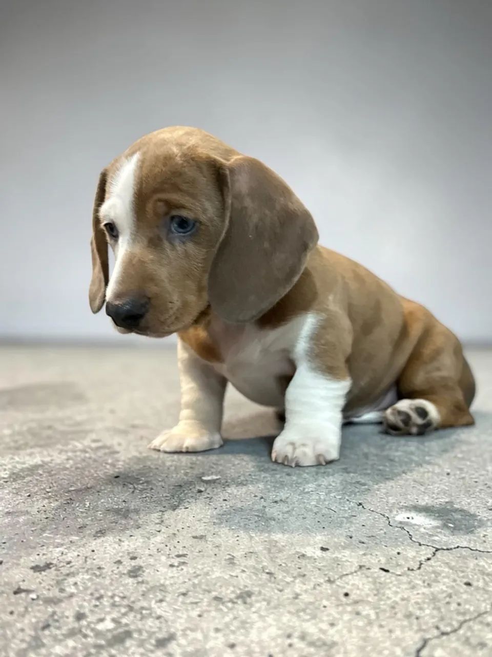 Daschund Mini - Foto 3