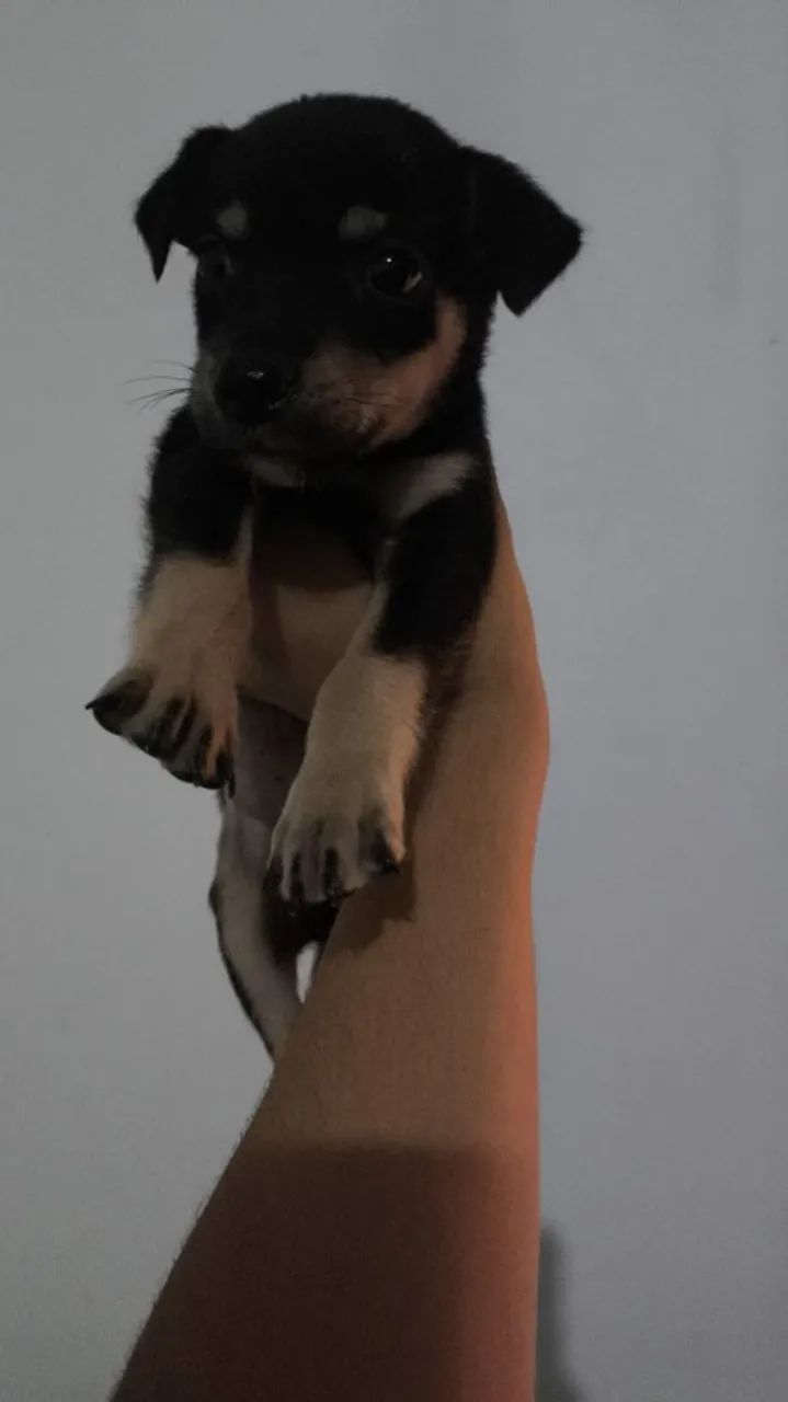 Doação  - Foto 2