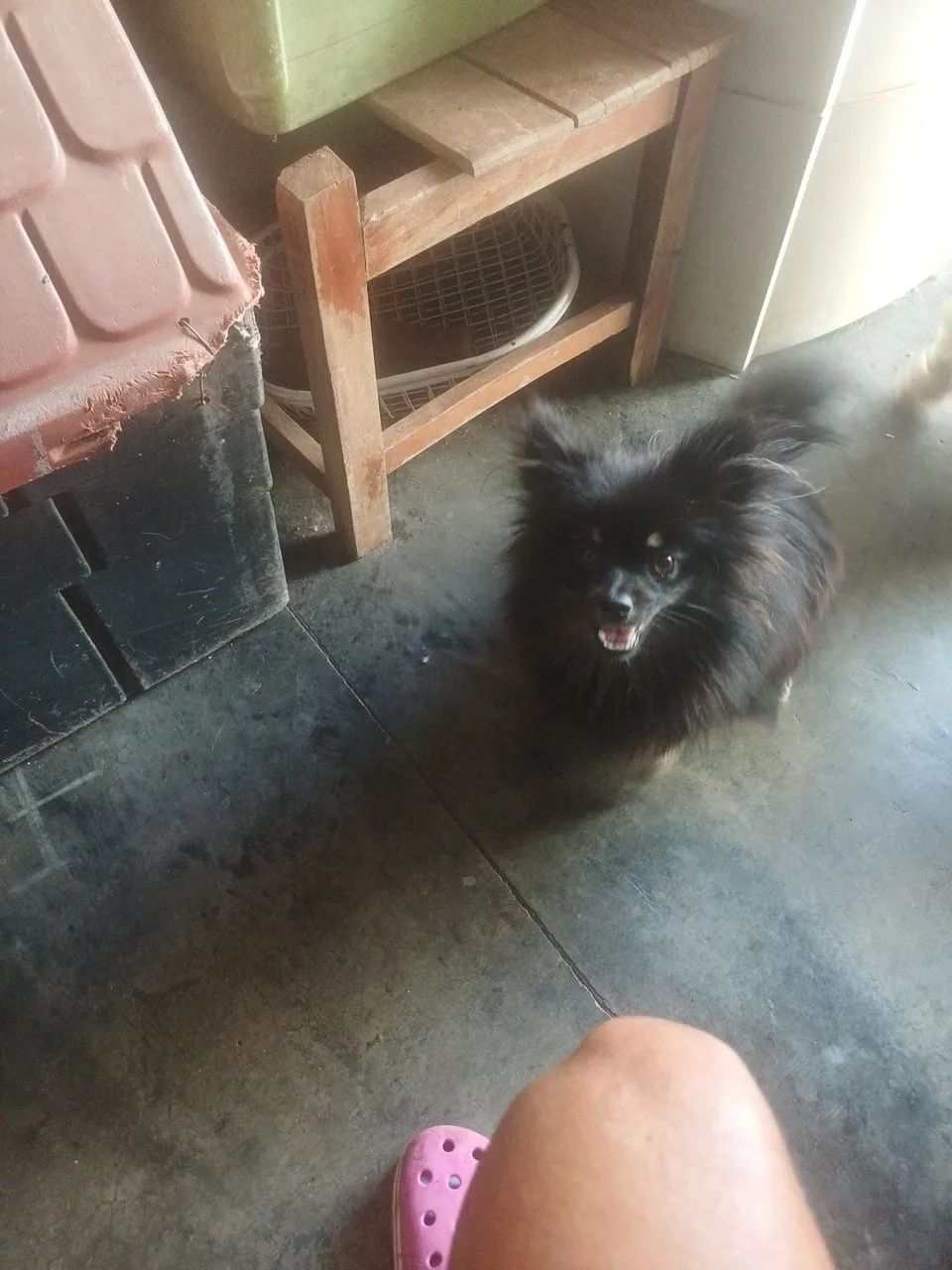 Animais de estimação  - Foto 3