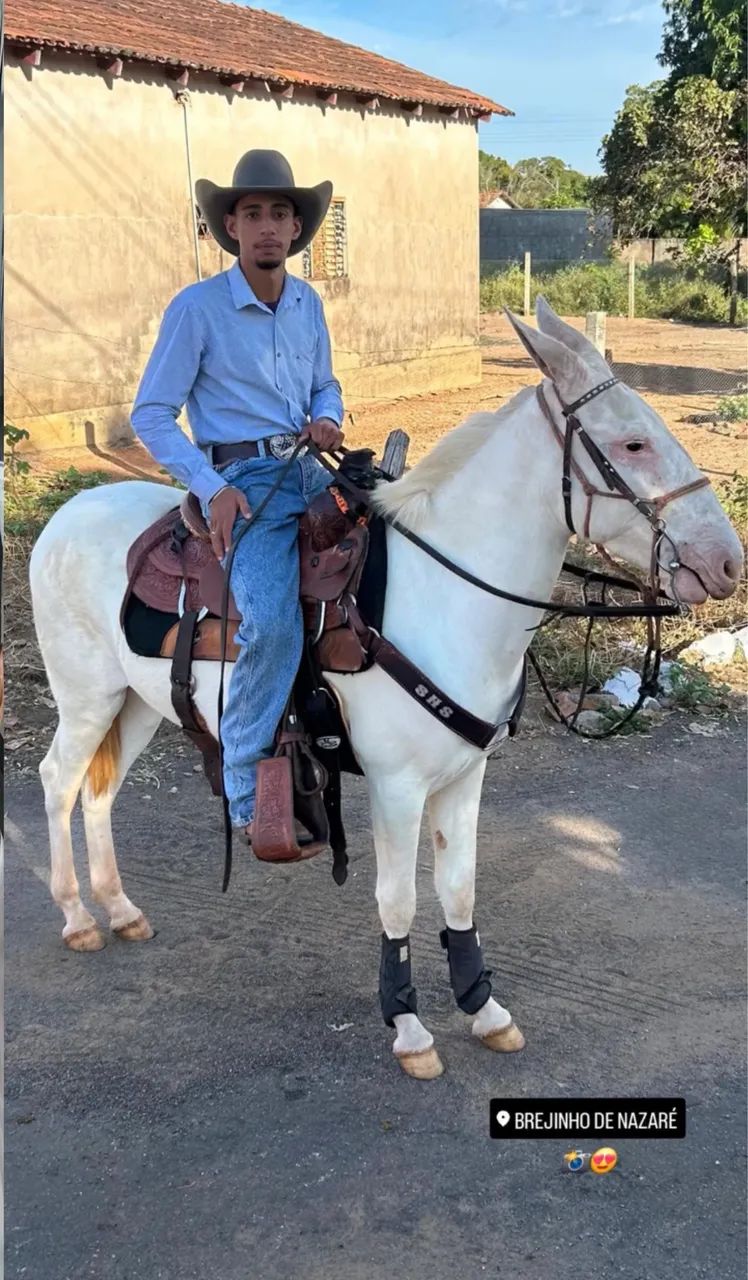 BURRO RE PATRÃO 3 ANOS  - Foto 3