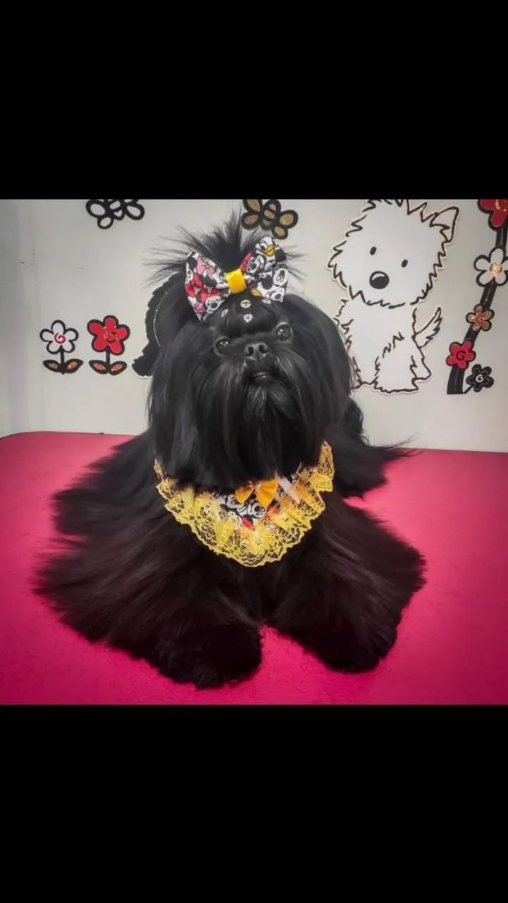 Filhote de shitzum  - Foto 3