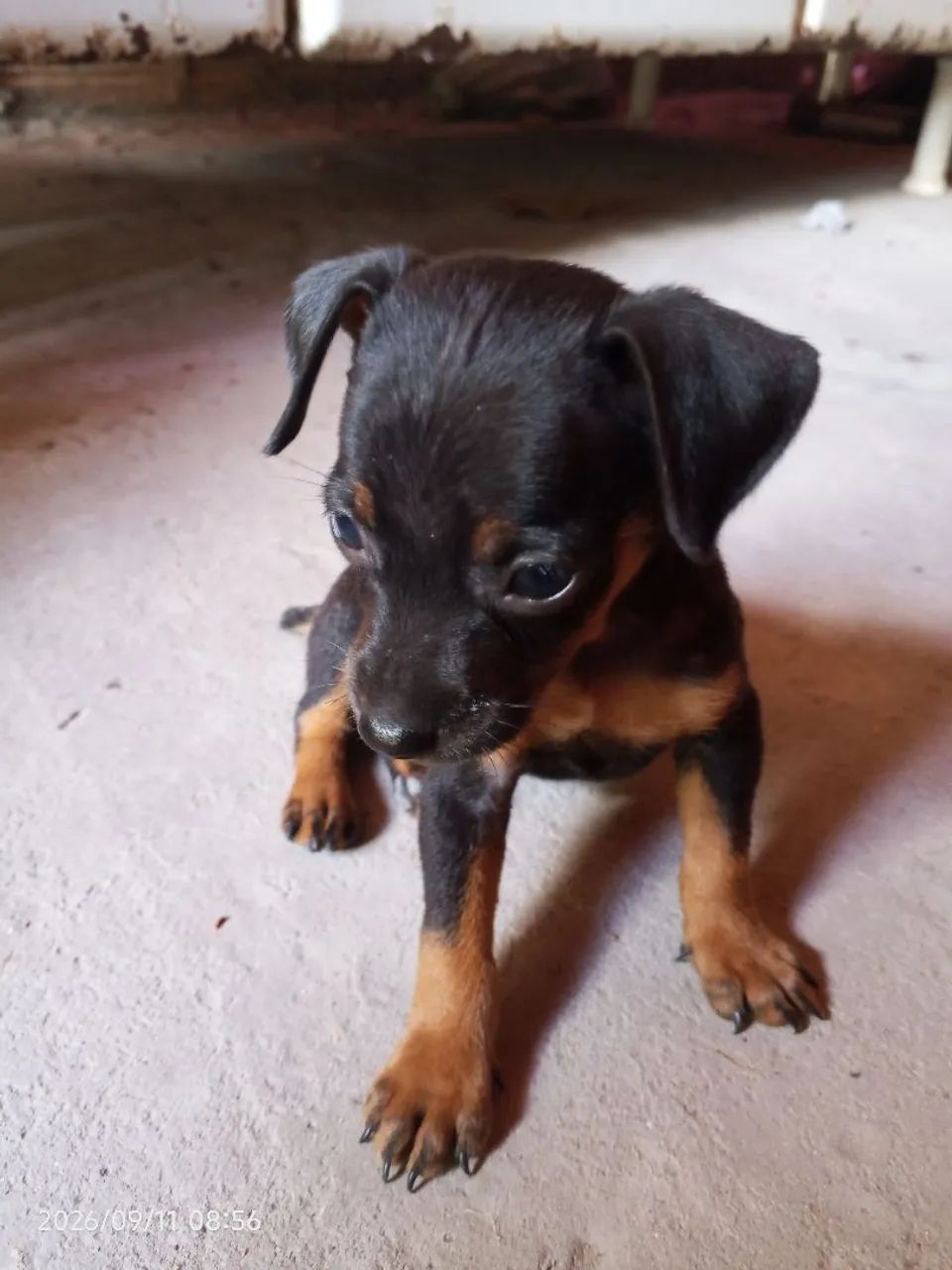 Pinscher Macho - Foto 2