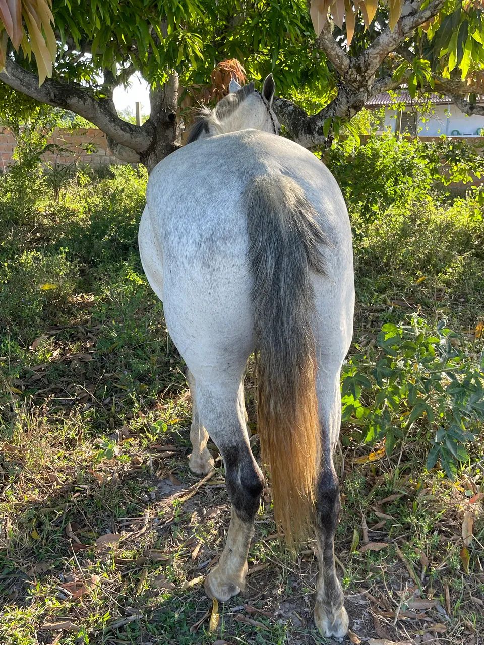 Égua mestiça boa - Foto 2
