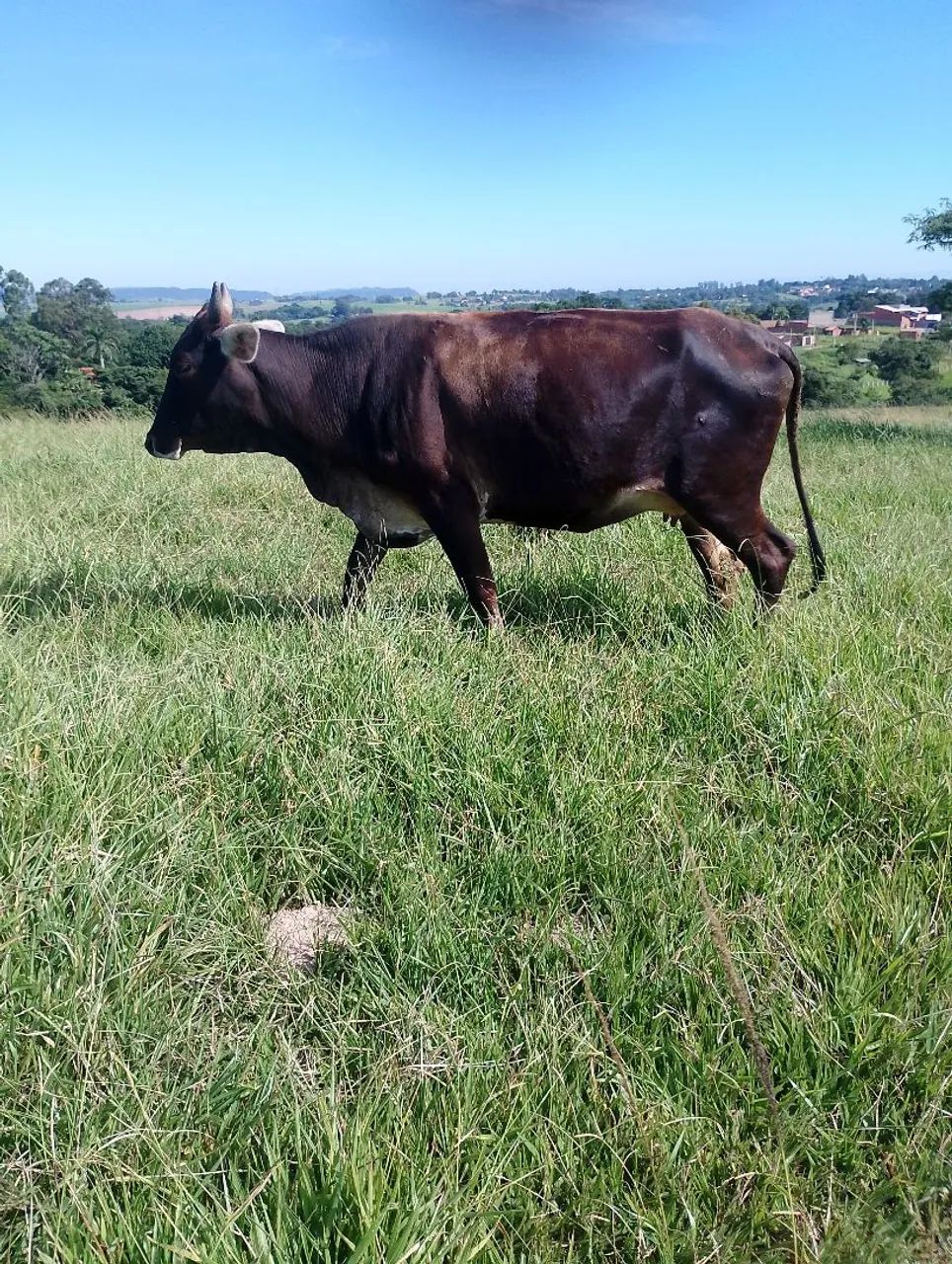 Novilhas  - Foto 5