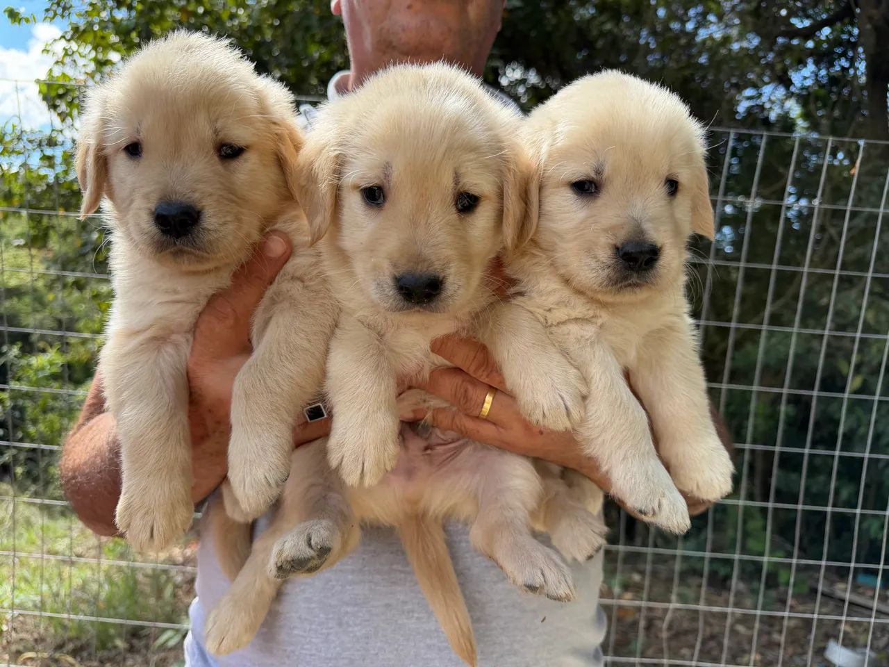 Golden Retriver 