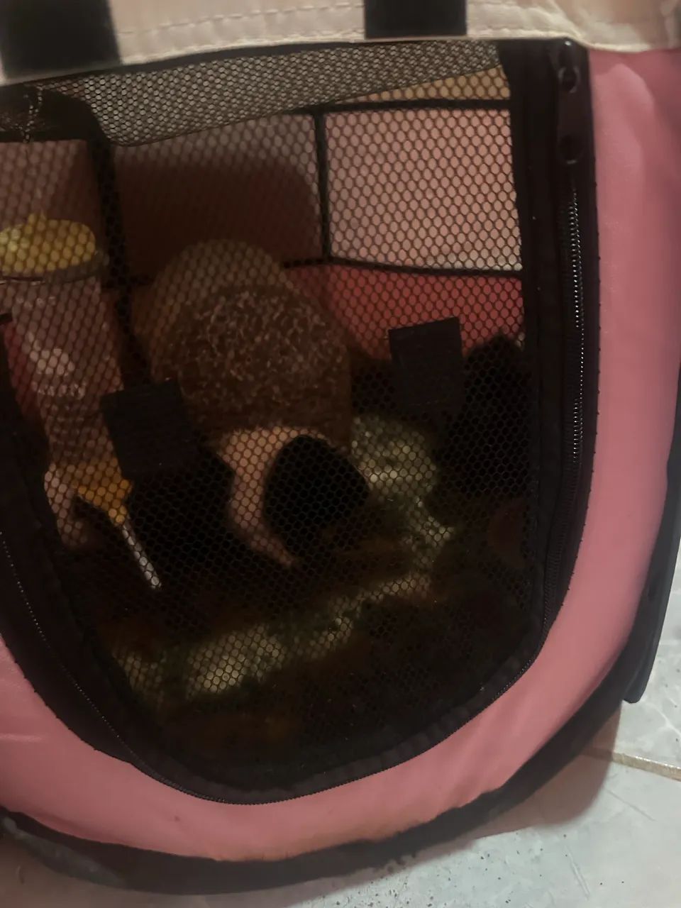 Animais domésticos  - Foto 3