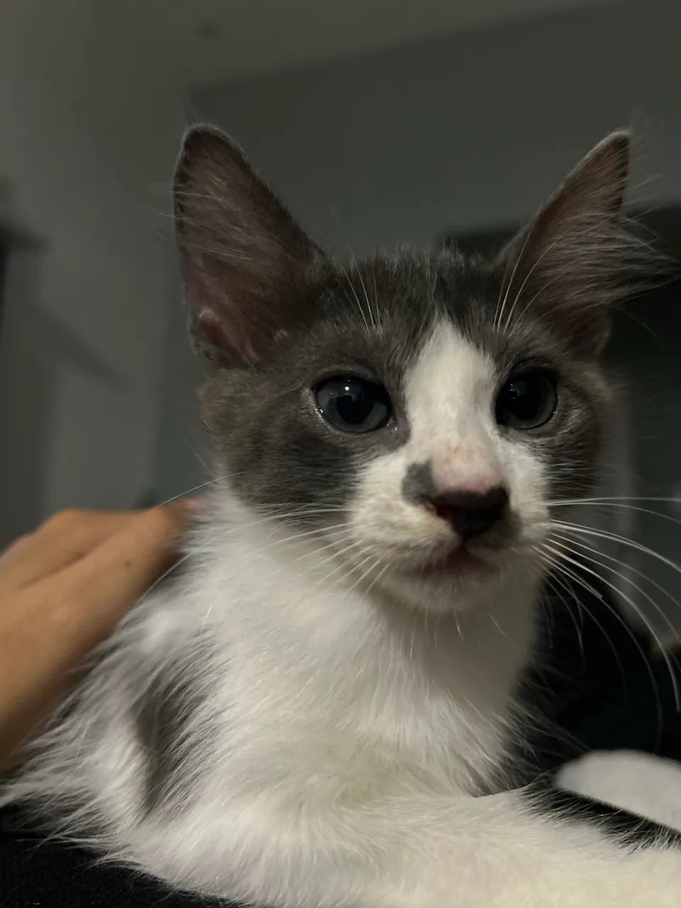 Adoção responsável  - Foto 5