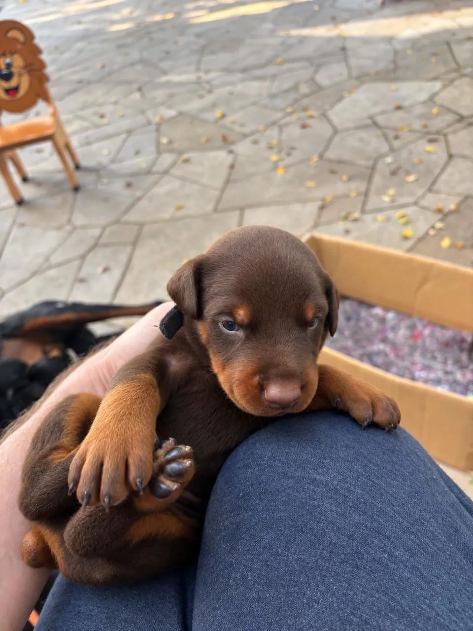 Filhote Cachorro Dobermann  - Foto 2