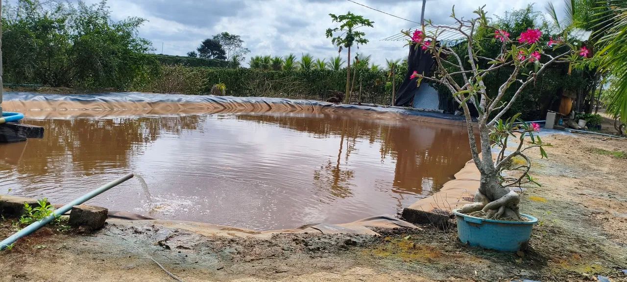 Sítio/terreno em produção  - Foto 3
