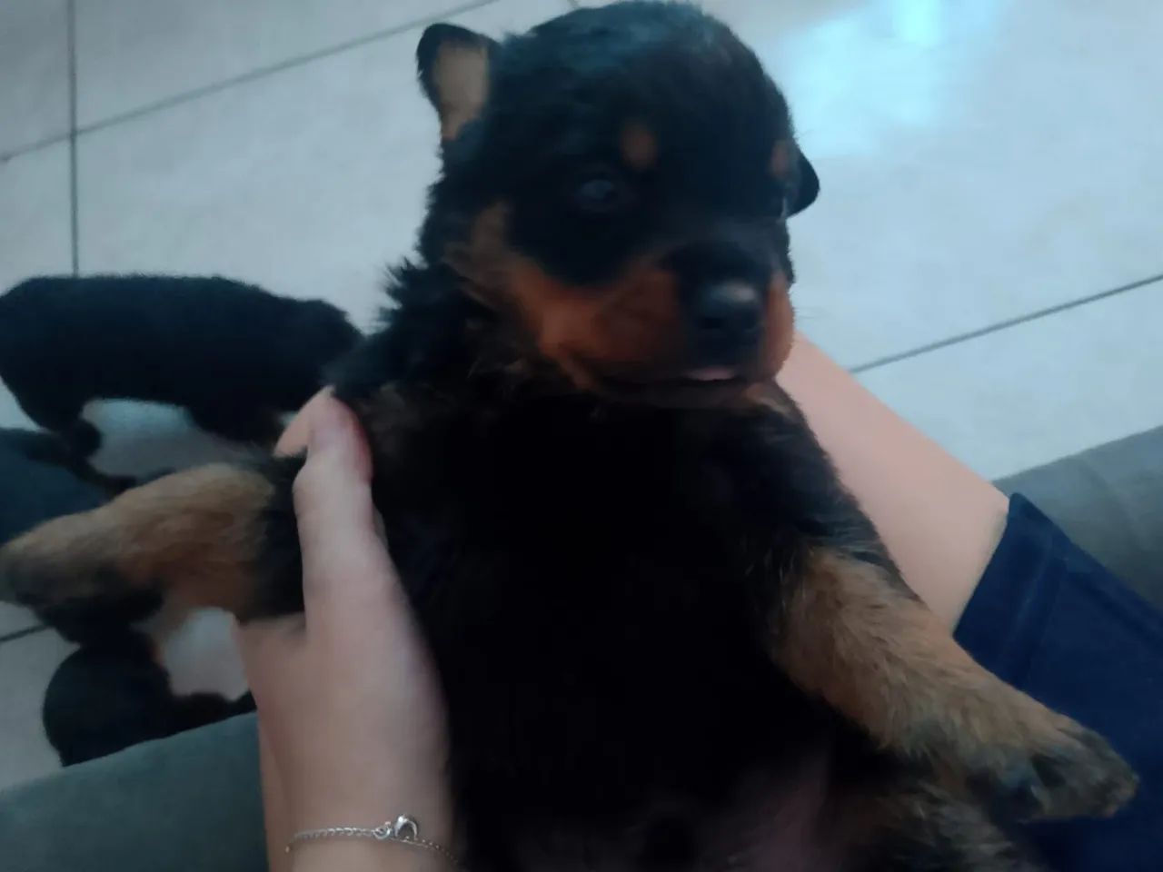 Rottweiler 