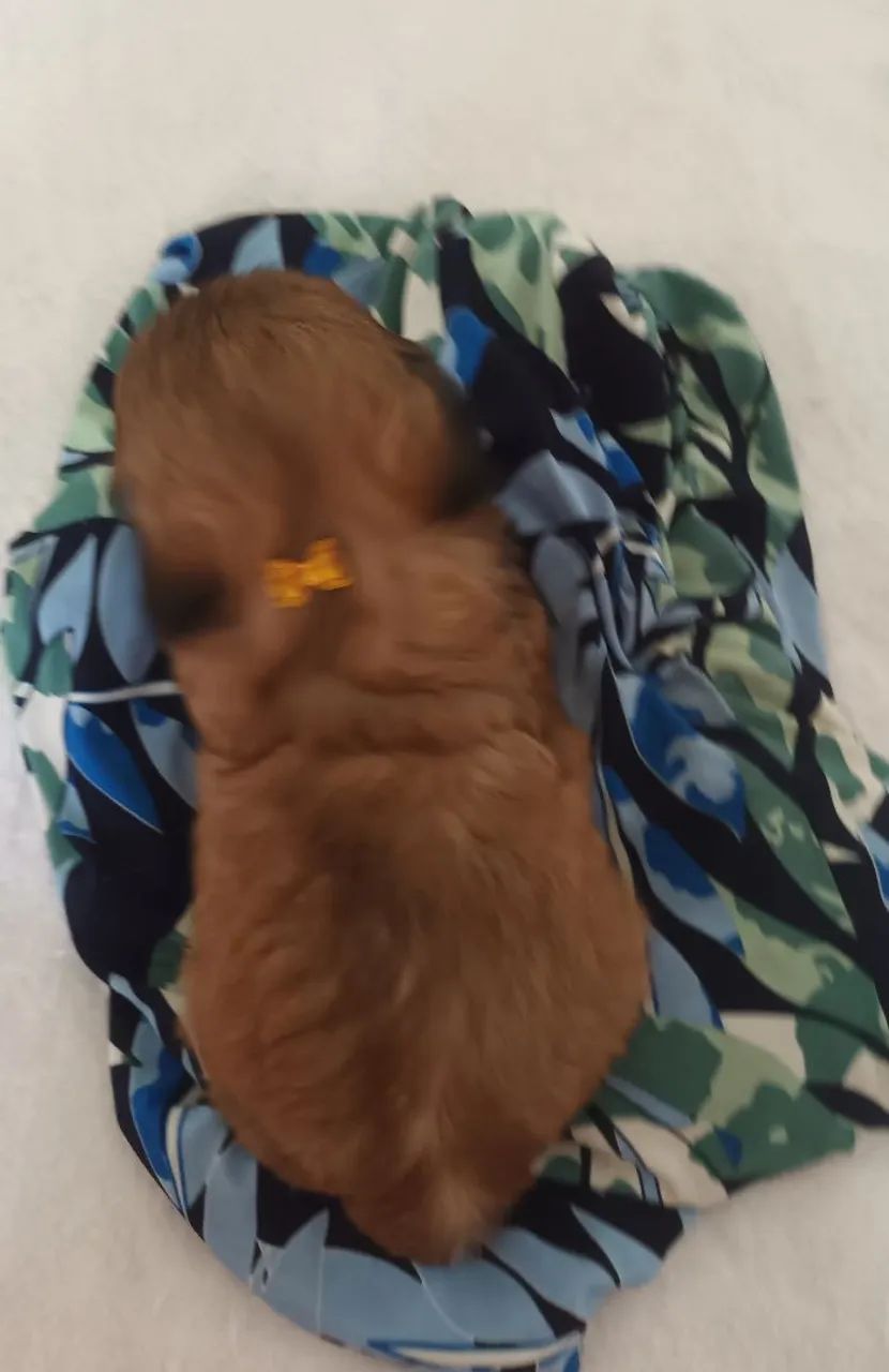 Cachorro shitzu  - Foto 5