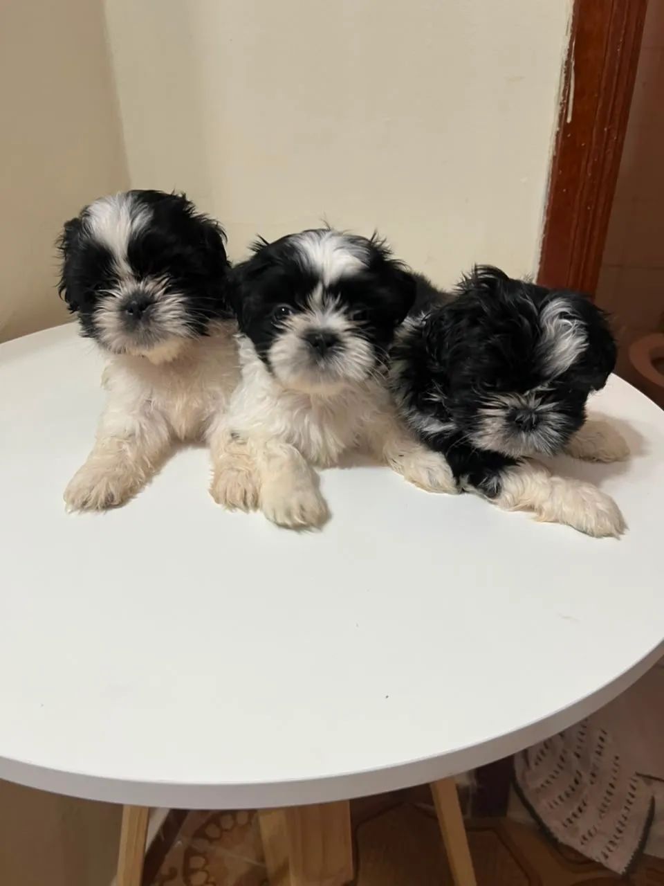 Shih tzu - Foto 2