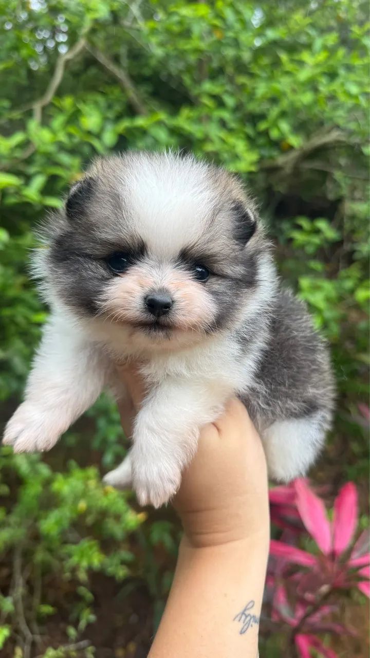 SPITZ ALEMÃO MACHINHO  - Foto 2